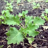 1000 PREMIER KALE Early Hanover Brassica Oleracea Greens Vegetable Seeds