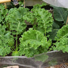 1000 PREMIER KALE Early Hanover Brassica Oleracea Greens Vegetable Seeds