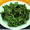 1000 PREMIER KALE Early Hanover Brassica Oleracea Greens Vegetable Seeds