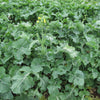 1000 HANOVER SALAD Spring KALE Smooth Siberian Brassica Napus Vegetable Seeds