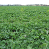 1000 HANOVER SALAD Spring KALE Smooth Siberian Brassica Napus Vegetable Seeds