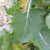 1000 HANOVER SALAD Spring KALE Smooth Siberian Brassica Napus Vegetable Seeds