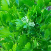 2000 Cutting LEAF CELERY Apium Graveolens European Chinese Herb Seeds