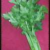 2000 Cutting LEAF CELERY Apium Graveolens European Chinese Herb Seeds