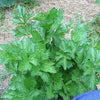 2000 Cutting LEAF CELERY Apium Graveolens European Chinese Herb Seeds