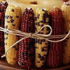 50 Indian MINI MIX CORN Miniature 4" Ears Ornamental Zea Mays Vegetable Seeds