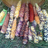 50 Indian MINI MIX CORN Miniature 4" Ears Ornamental Zea Mays Vegetable Seeds