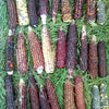 50 Indian MINI MIX CORN Miniature 4" Ears Ornamental Zea Mays Vegetable Seeds