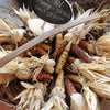 50 Indian MINI MIX CORN Miniature 4" Ears Ornamental Zea Mays Vegetable Seeds