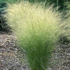 25 MEXICAN FEATHER GRASS Pony Tails Ornamental Stipa Tenuissima Seeds Wind Whisp