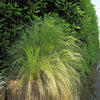 25 MEXICAN FEATHER GRASS Pony Tails Ornamental Stipa Tenuissima Seeds Wind Whisp
