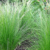 25 MEXICAN FEATHER GRASS Pony Tails Ornamental Stipa Tenuissima Seeds Wind Whisp