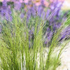 25 MEXICAN FEATHER GRASS Pony Tails Ornamental Stipa Tenuissima Seeds Wind Whisp