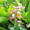 5 KAT GINGER Pink & Yellow Shell Alpinia Katsumadai Hayata Flower Herb Seeds