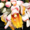 5 KAT GINGER Pink & Yellow Shell Alpinia Katsumadai Hayata Flower Herb Seeds