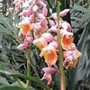 5 KAT GINGER Pink & Yellow Shell Alpinia Katsumadai Hayata Flower Herb Seeds