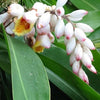 5 KAT GINGER Pink & Yellow Shell Alpinia Katsumadai Hayata Flower Herb Seeds
