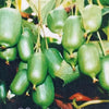 20 Variegated ARCTIC BEAUTY KIWI Fruit Edible Actinidia Kolomikta Vine Seeds