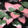20 Variegated ARCTIC BEAUTY KIWI Fruit Edible Actinidia Kolomikta Vine Seeds