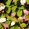 20 Variegated ARCTIC BEAUTY KIWI Fruit Edible Actinidia Kolomikta Vine Seeds
