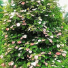 20 Variegated ARCTIC BEAUTY KIWI Fruit Edible Actinidia Kolomikta Vine Seeds