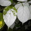 20 Variegated ARCTIC BEAUTY KIWI Fruit Edible Actinidia Kolomikta Vine Seeds