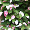 20 Variegated ARCTIC BEAUTY KIWI Fruit Edible Actinidia Kolomikta Vine Seeds