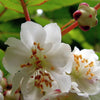 20 Variegated ARCTIC BEAUTY KIWI Fruit Edible Actinidia Kolomikta Vine Seeds
