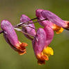 50 ROCK HARLEQUIN Pink & Yellow Corydalis Sempervirens Flower Seeds