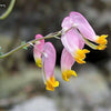 50 ROCK HARLEQUIN Pink & Yellow Corydalis Sempervirens Flower Seeds