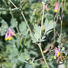 50 ROCK HARLEQUIN Pink & Yellow Corydalis Sempervirens Flower Seeds