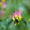 50 ROCK HARLEQUIN Pink & Yellow Corydalis Sempervirens Flower Seeds