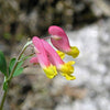 50 ROCK HARLEQUIN Pink & Yellow Corydalis Sempervirens Flower Seeds