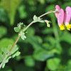 50 ROCK HARLEQUIN Pink & Yellow Corydalis Sempervirens Flower Seeds