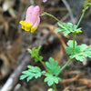 50 ROCK HARLEQUIN Pink & Yellow Corydalis Sempervirens Flower Seeds