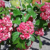 20 ENGLISH HAWTHORN TREE Edible Fruit Flower Mayflower Crataegus Laevigata Seeds