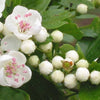 20 ENGLISH HAWTHORN TREE Edible Fruit Flower Mayflower Crataegus Laevigata Seeds