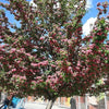 20 ENGLISH HAWTHORN TREE Edible Fruit Flower Mayflower Crataegus Laevigata Seeds