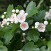 20 ENGLISH HAWTHORN TREE Edible Fruit Flower Mayflower Crataegus Laevigata Seeds