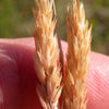 1500 PRAIRIE JUNEGRASS Koeleria Macrantha June Crested Hair Grass Flower Seeds