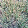1500 PRAIRIE JUNEGRASS Koeleria Macrantha June Crested Hair Grass Flower Seeds