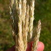 1500 PRAIRIE JUNEGRASS Koeleria Macrantha June Crested Hair Grass Flower Seeds