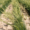 1500 PRAIRIE JUNEGRASS Koeleria Macrantha June Crested Hair Grass Flower Seeds