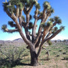5 JOSHUA TREE Palm Tree Yucca Brevifolia White Flowers Cactus Succulent Seeds
