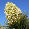 5 JOSHUA TREE Palm Tree Yucca Brevifolia White Flowers Cactus Succulent Seeds
