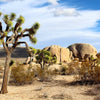5 JOSHUA TREE Palm Tree Yucca Brevifolia White Flowers Cactus Succulent Seeds