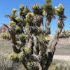 5 JOSHUA TREE Palm Tree Yucca Brevifolia White Flowers Cactus Succulent Seeds