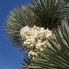 5 JOSHUA TREE Palm Tree Yucca Brevifolia White Flowers Cactus Succulent Seeds