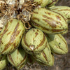 5 JOSHUA TREE Palm Tree Yucca Brevifolia White Flowers Cactus Succulent Seeds