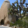 5 JOSHUA TREE Palm Tree Yucca Brevifolia White Flowers Cactus Succulent Seeds